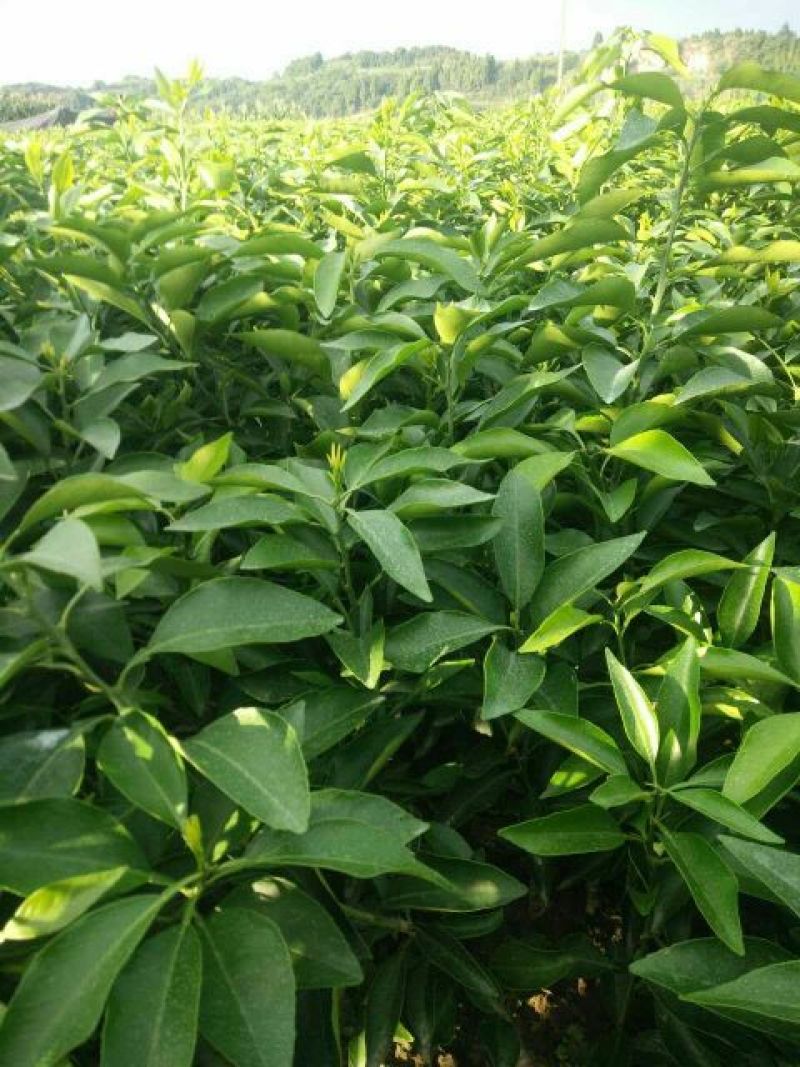 爱媛38号苗，中熟杂柑品种，十月底成熟可留树保鲜到十二