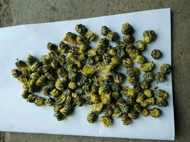 杭白菊散装