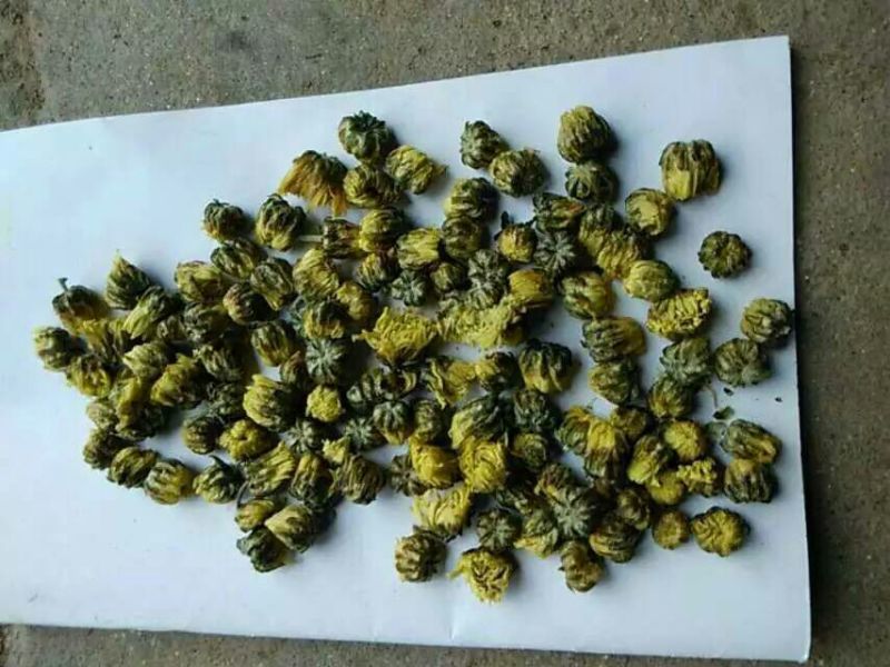 杭白菊散装