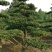 罗汉松树桩10~15cm