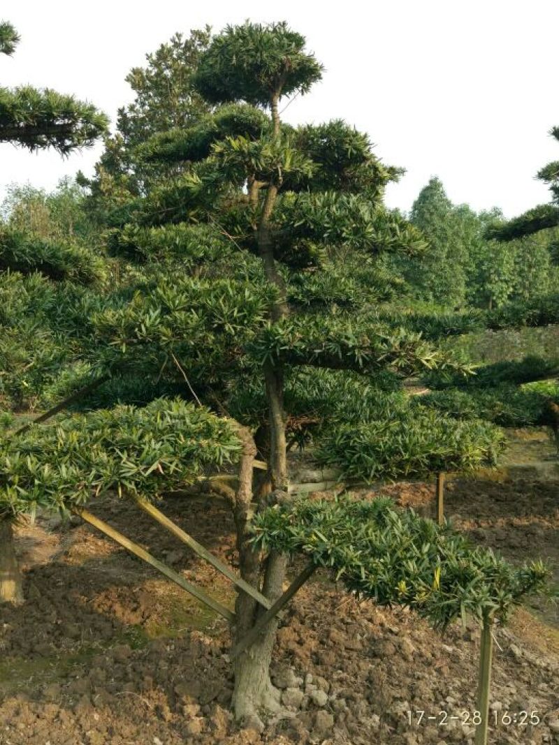 罗汉松树桩10~15cm