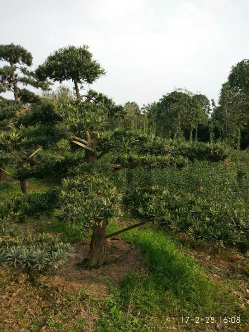 罗汉松树桩10~15cm