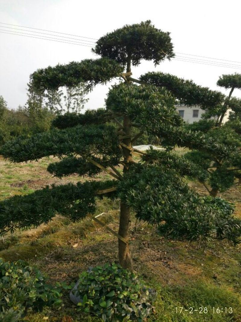 罗汉松树桩10~15cm
