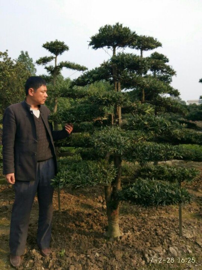 罗汉松树桩10~15cm