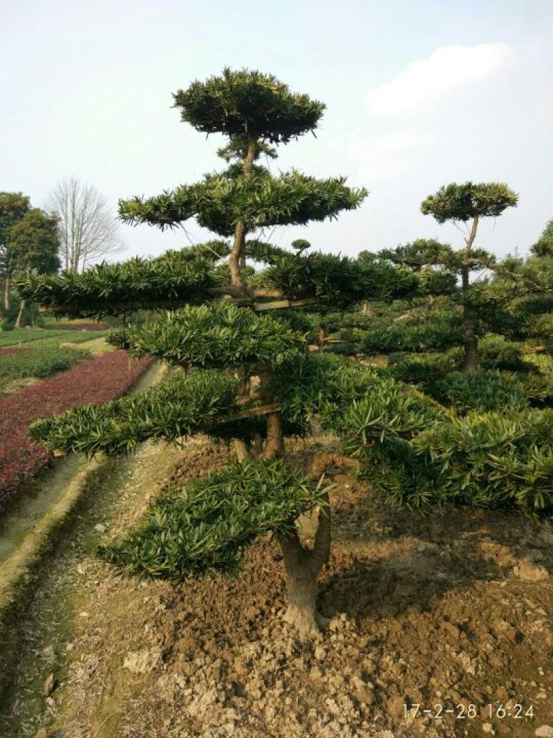 罗汉松树桩10~15cm