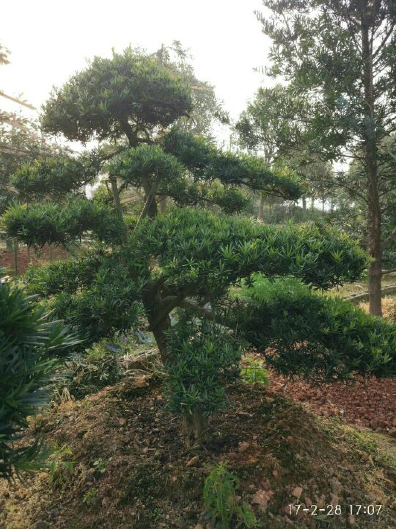 罗汉松树桩10~15cm
