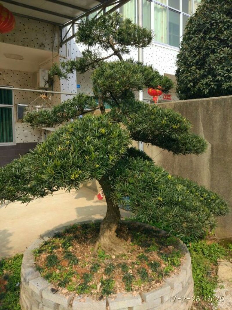 罗汉松树桩10~15cm