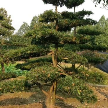 罗汉松树桩10~15cm