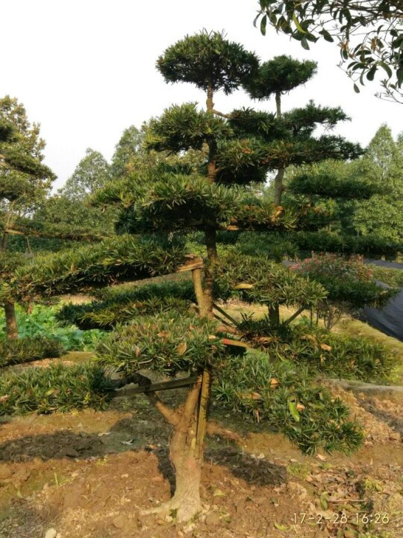 罗汉松树桩10~15cm