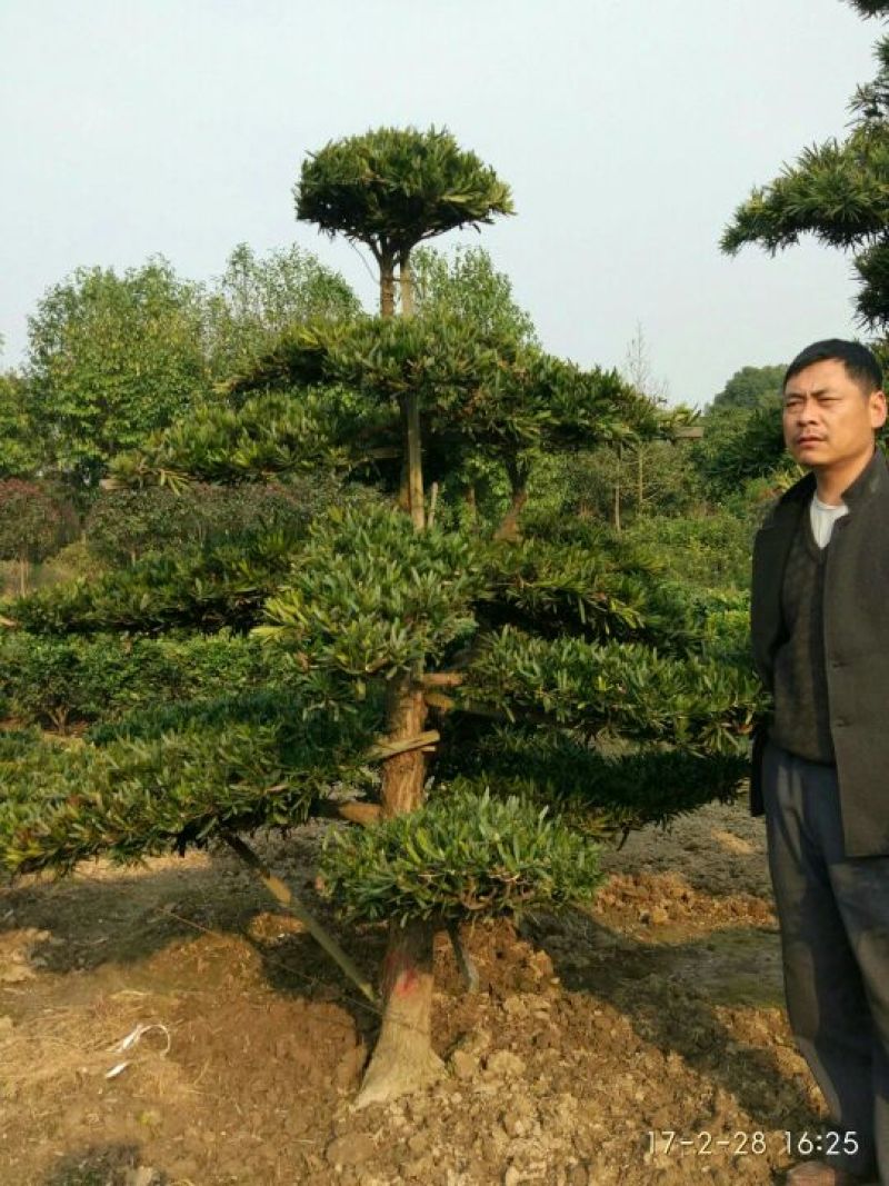 罗汉松树桩10~15cm