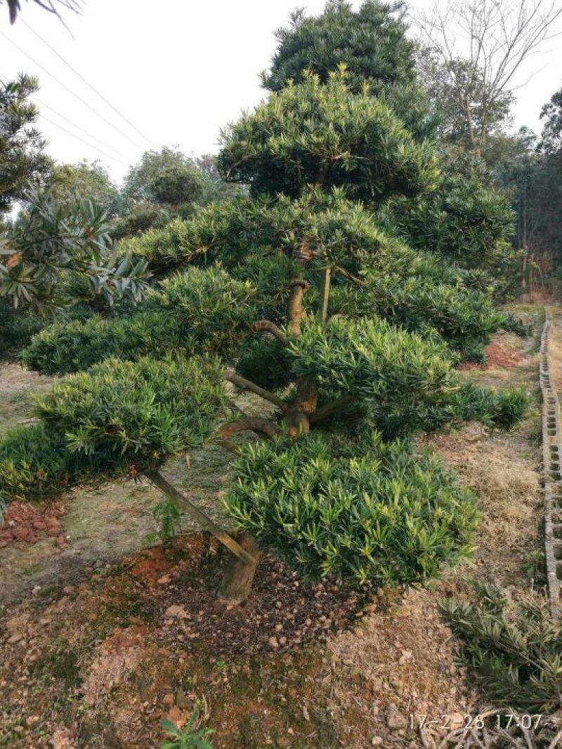 罗汉松树桩10~15cm