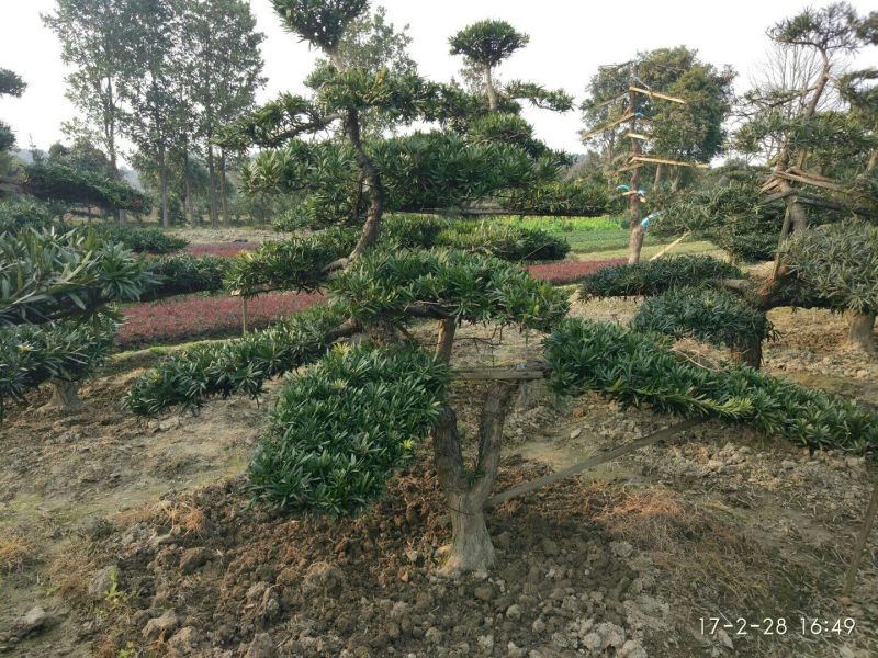 罗汉松树桩10~15cm