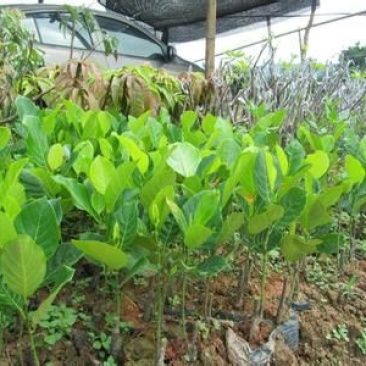 菠萝蜜苗稿接树树菠萝蜜苗