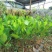 菠萝蜜苗稿接树树菠萝蜜苗