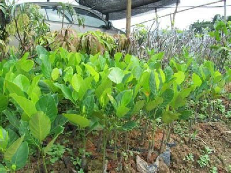 菠萝蜜苗稿接树树菠萝蜜苗