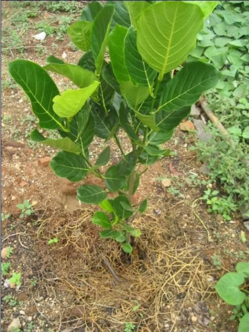 菠萝蜜苗稿接树树菠萝蜜苗