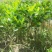 菠萝蜜苗稿接树树菠萝蜜苗