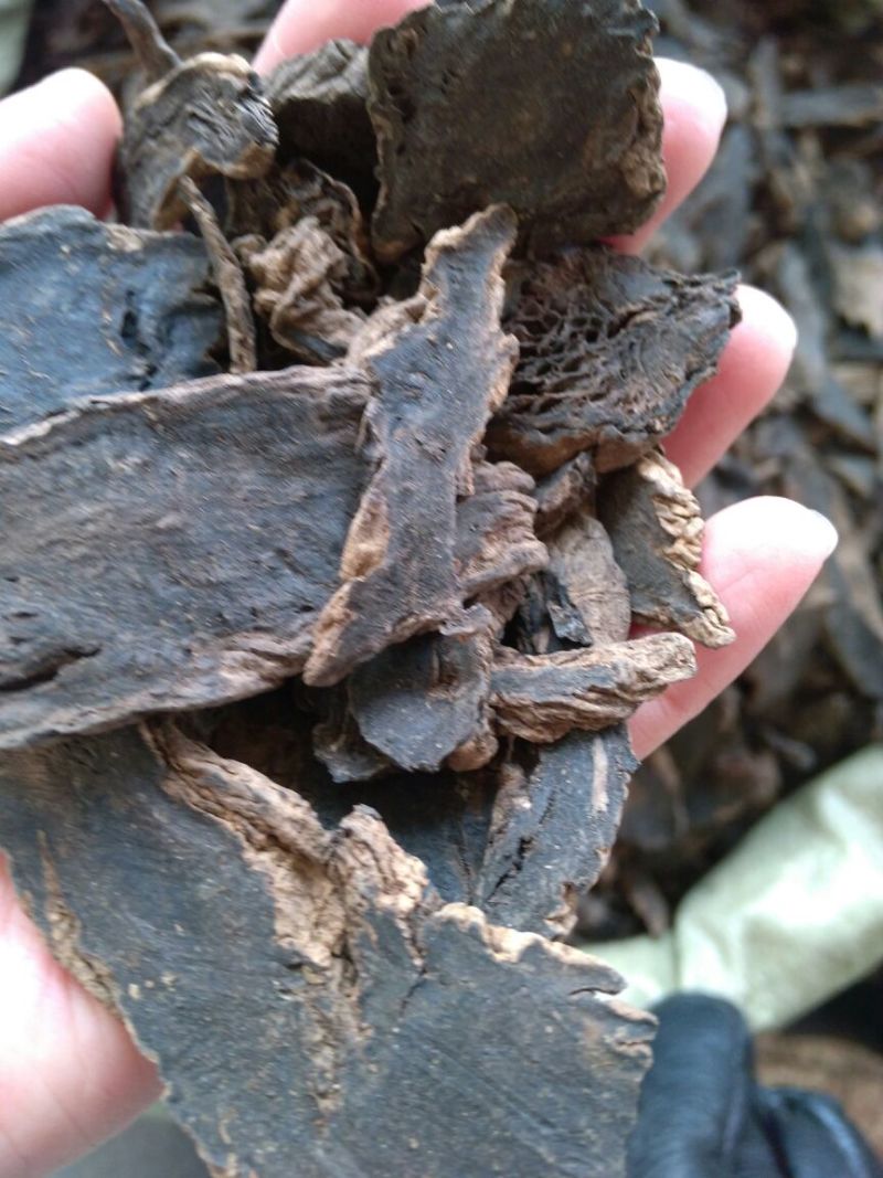 玄参湖南干货够含量长片圆片各种规格量大从优