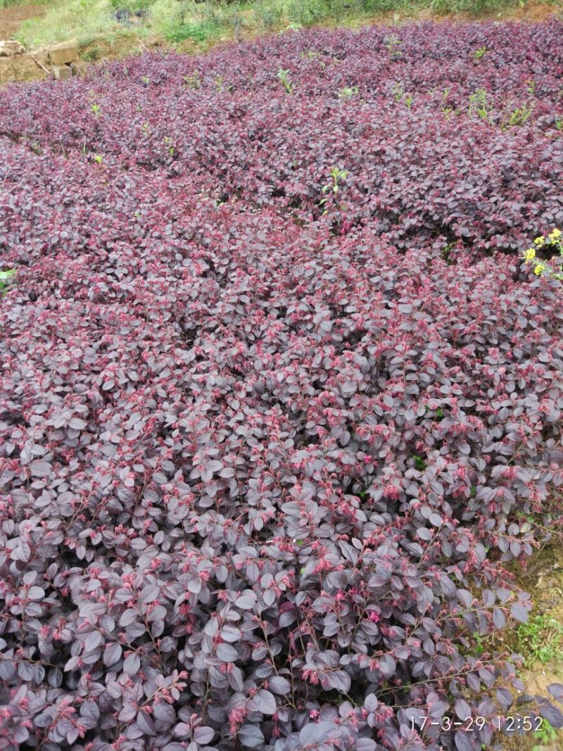 红花继木苗10~20cm