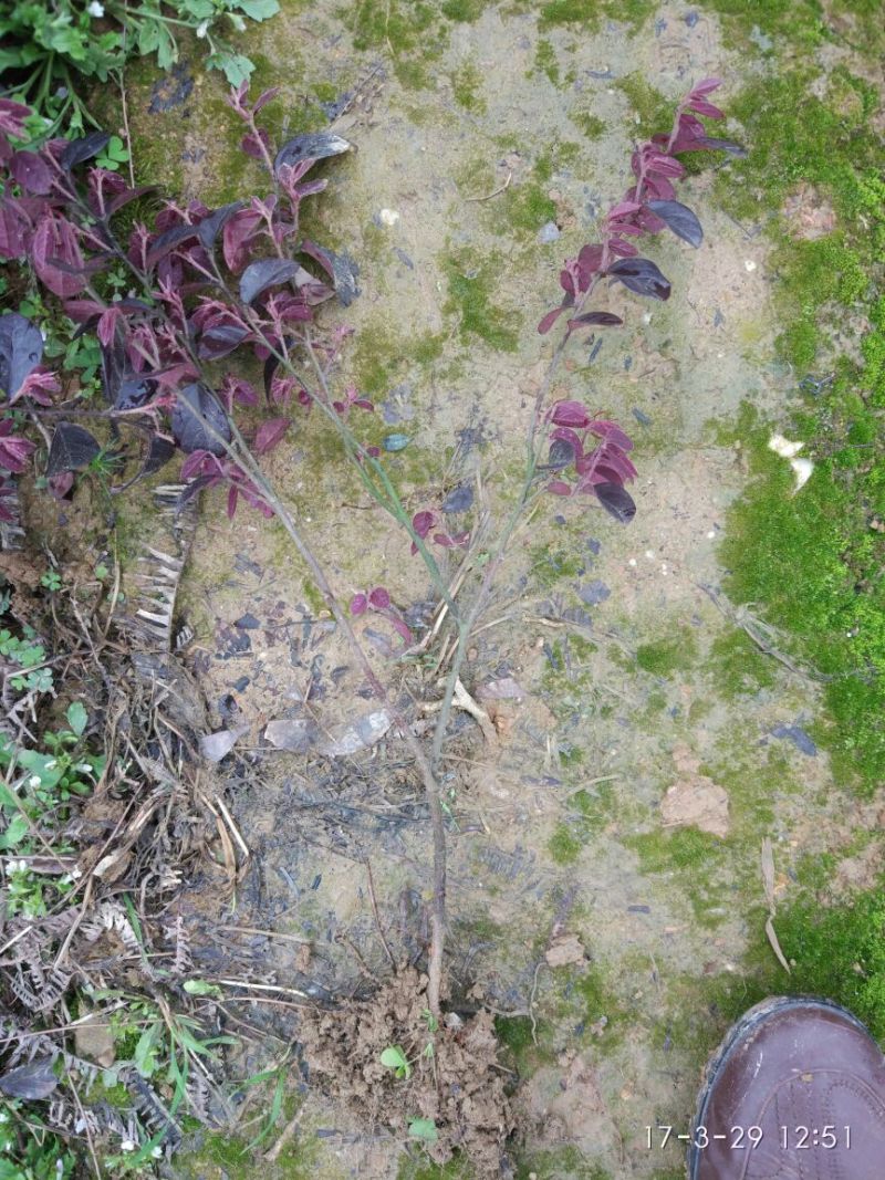 红花继木苗10~20cm