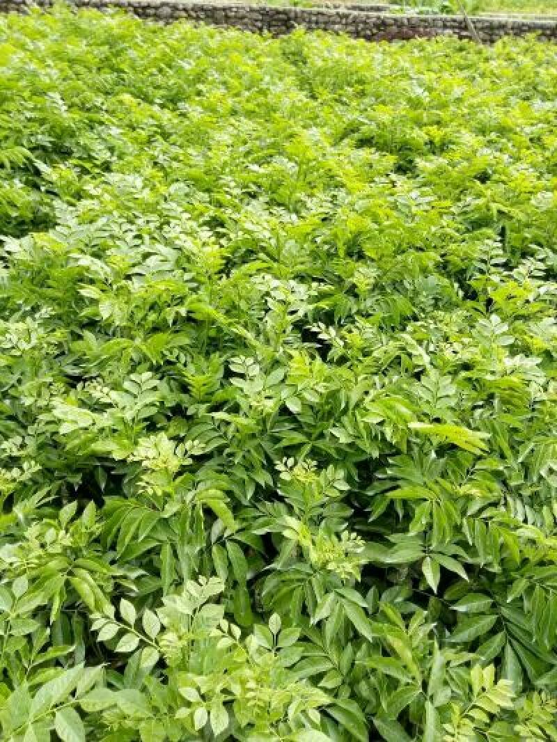黄皮果苗30~50cmcm