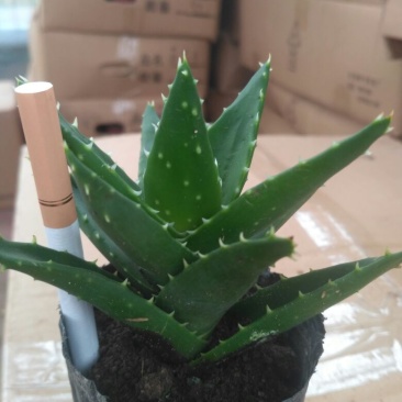 芦荟柱形8~10cm