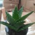 芦荟柱形8~10cm