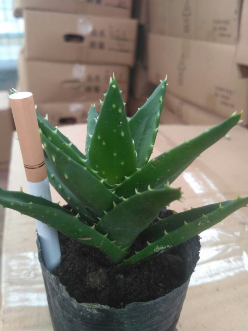 芦荟柱形8~10cm