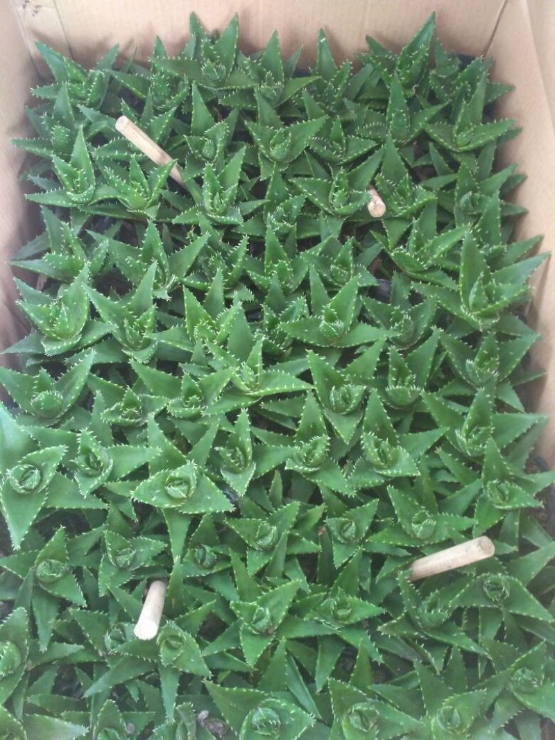 芦荟柱形8~10cm