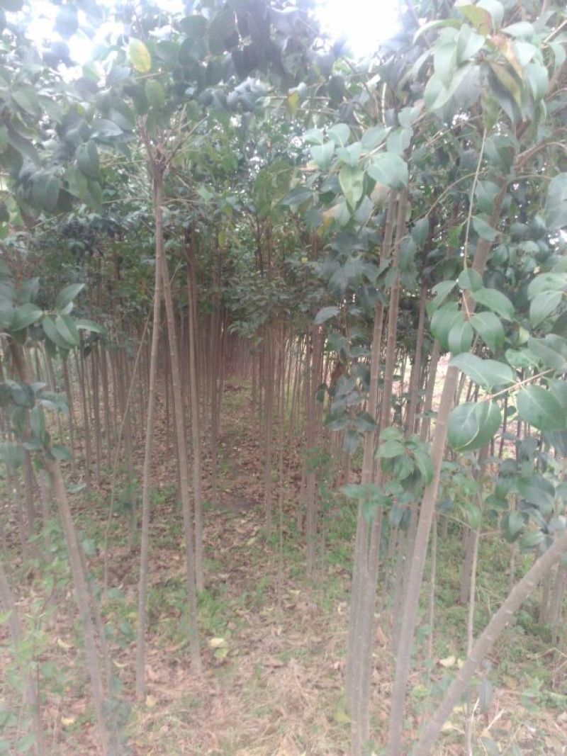 大叶女贞4cm以下