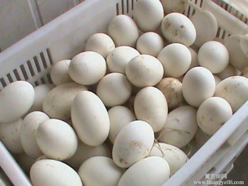 三花鹅苗250g以下