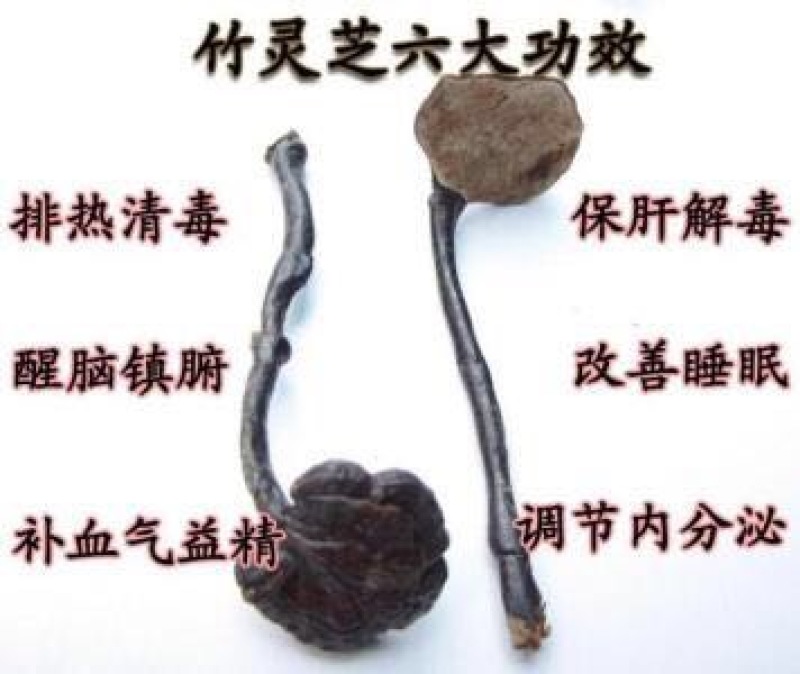灵芝