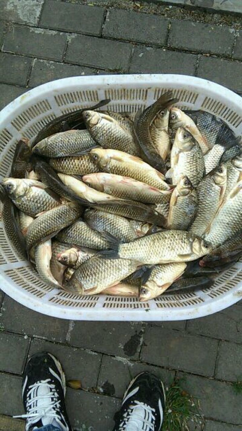 黄金鲫食用