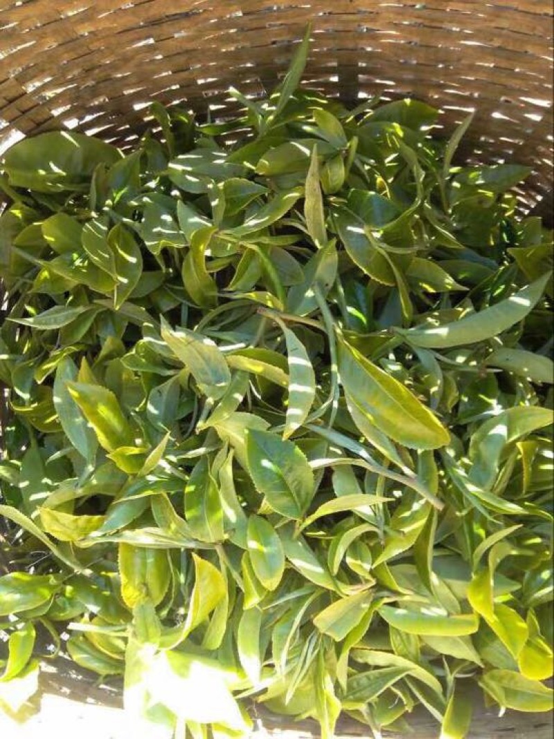 普洱茶