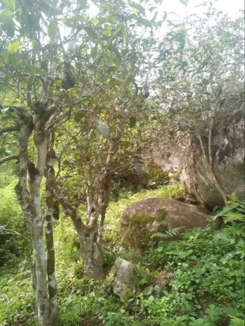 普洱茶