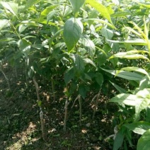 毛桃树苗60~70cm
