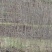 栾树2~4cm4cm以下3.5~4米