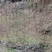 栾树2~4cm4cm以下3.5~4米