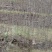 栾树2~4cm4cm以下3.5~4米