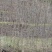 栾树2~4cm4cm以下3.5~4米