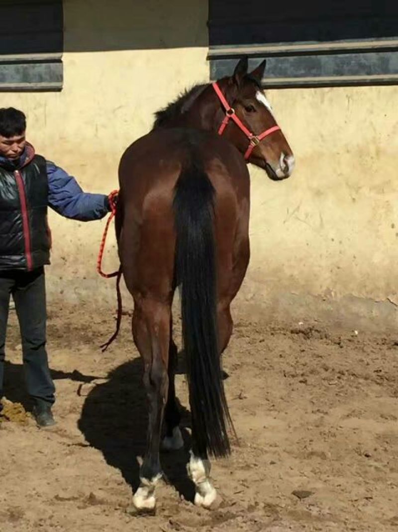 肉马半血马，个人野骑