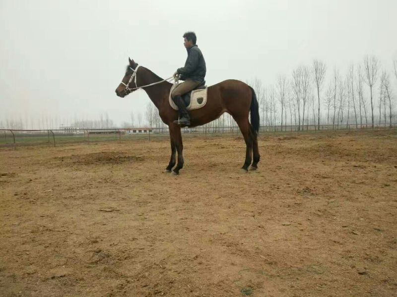 肉马半血马，个人野骑