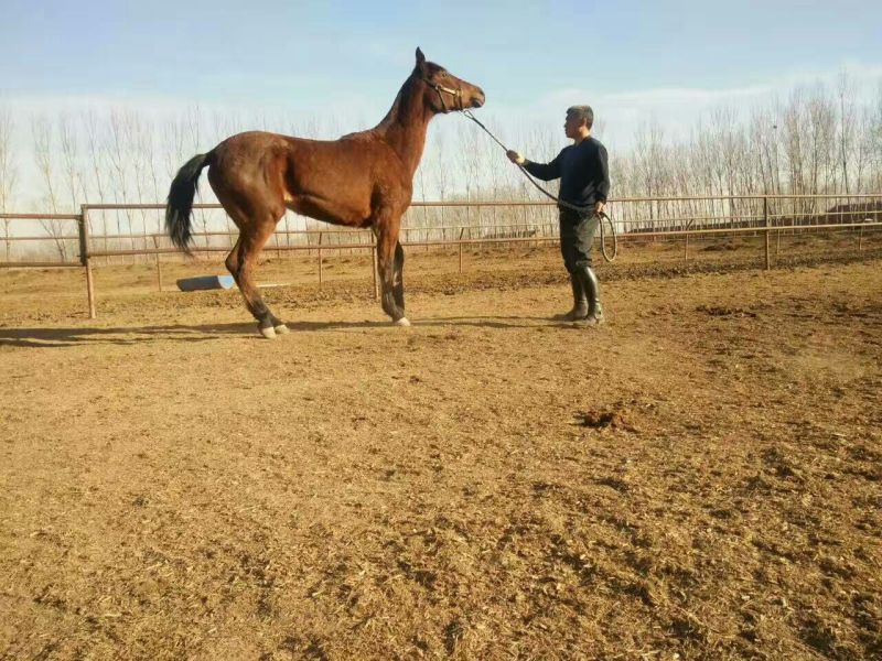 肉马半血马，个人野骑