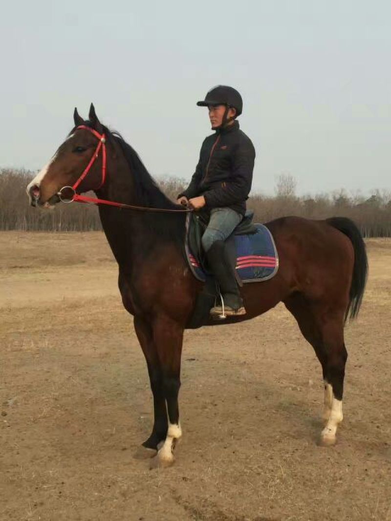 肉马半血马，个人野骑