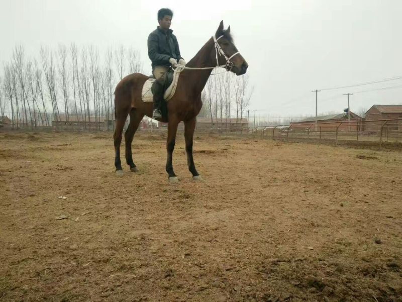 肉马半血马，个人野骑