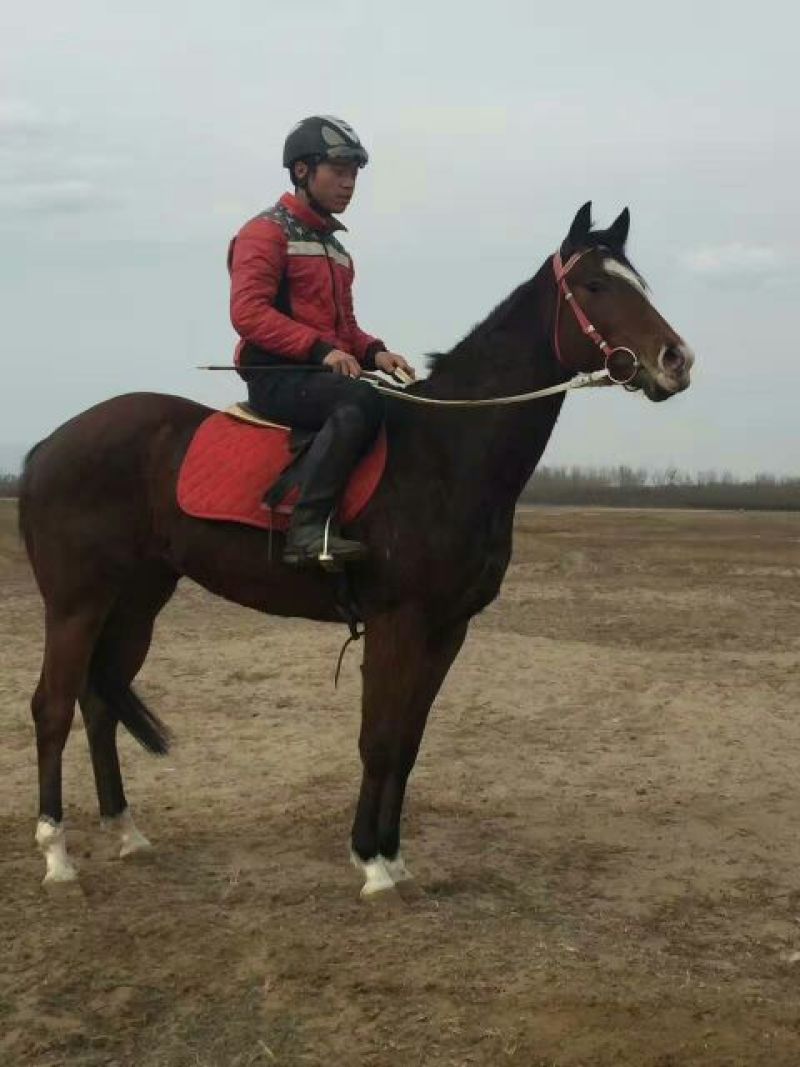 肉马半血马，个人野骑
