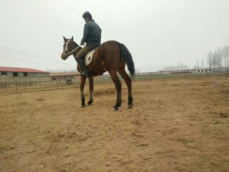 肉马半血马，个人野骑