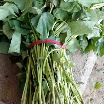 脱毒红薯苗25~35cm