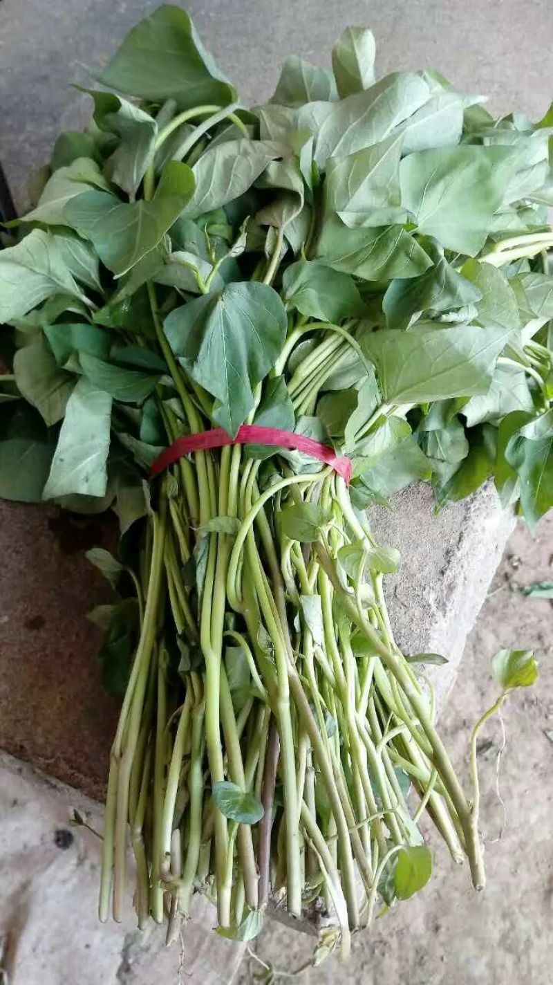 脱毒红薯苗25~35cm