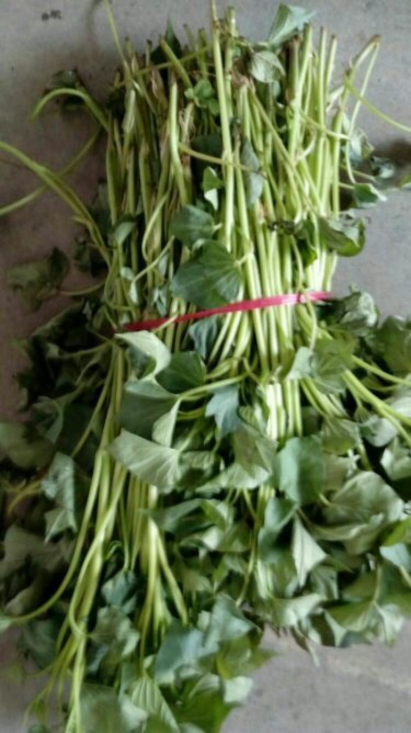 脱毒红薯苗25~35cm